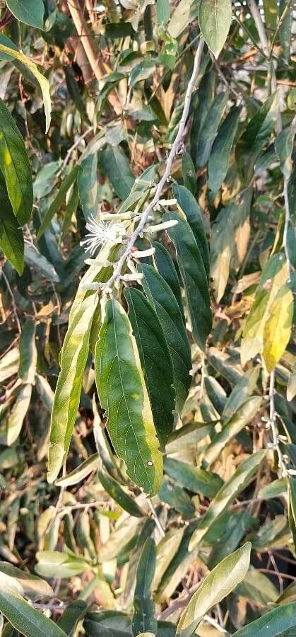 Alangium 3