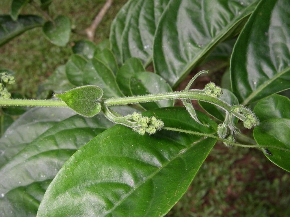 Sicydium 17