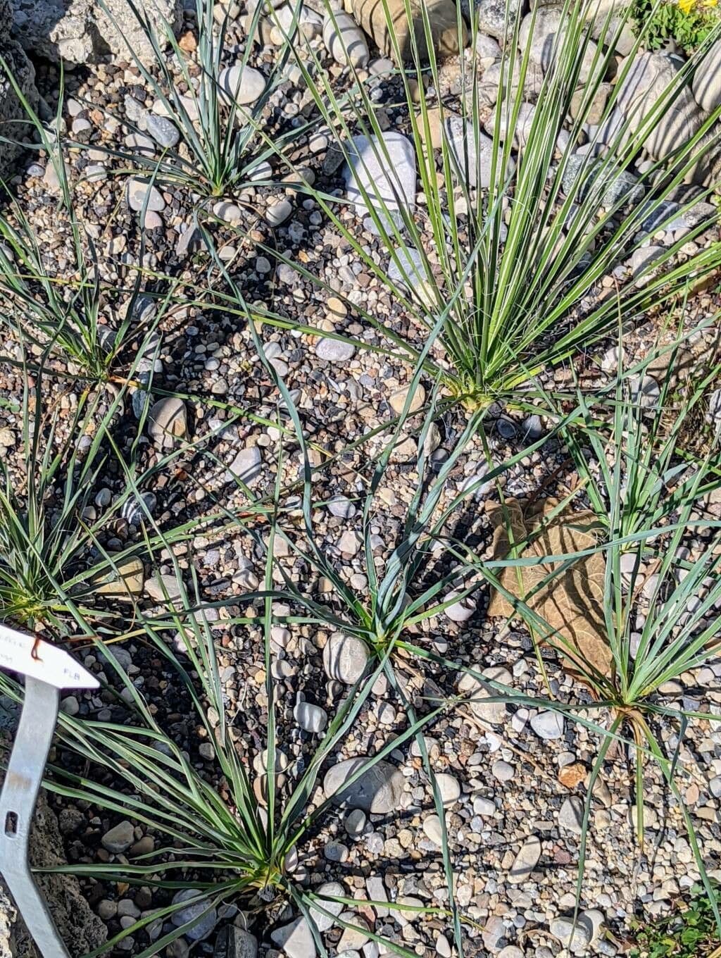 Yucca alta 17