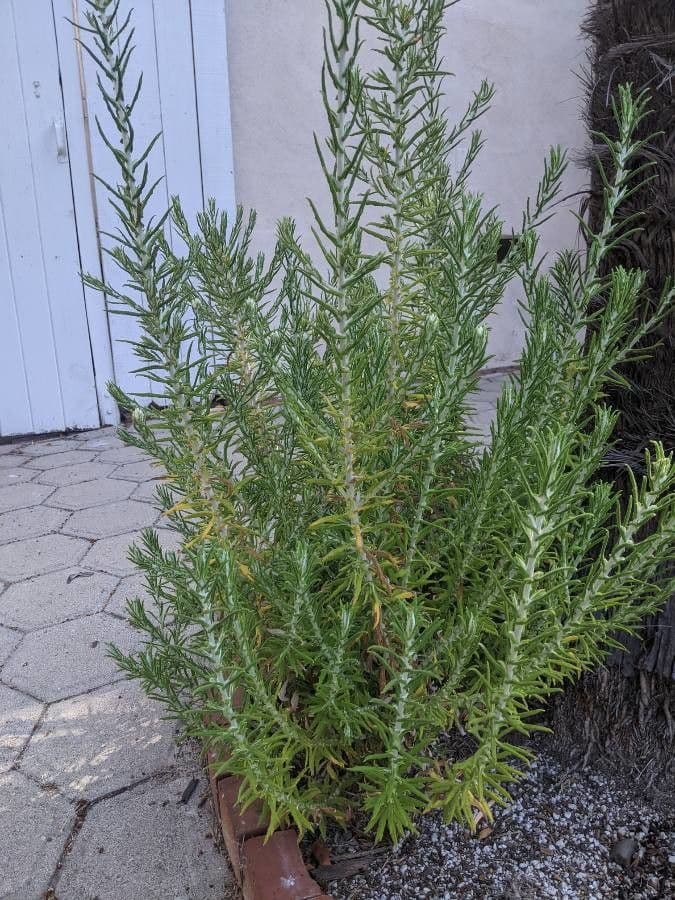 Gnaphalium californiano 17