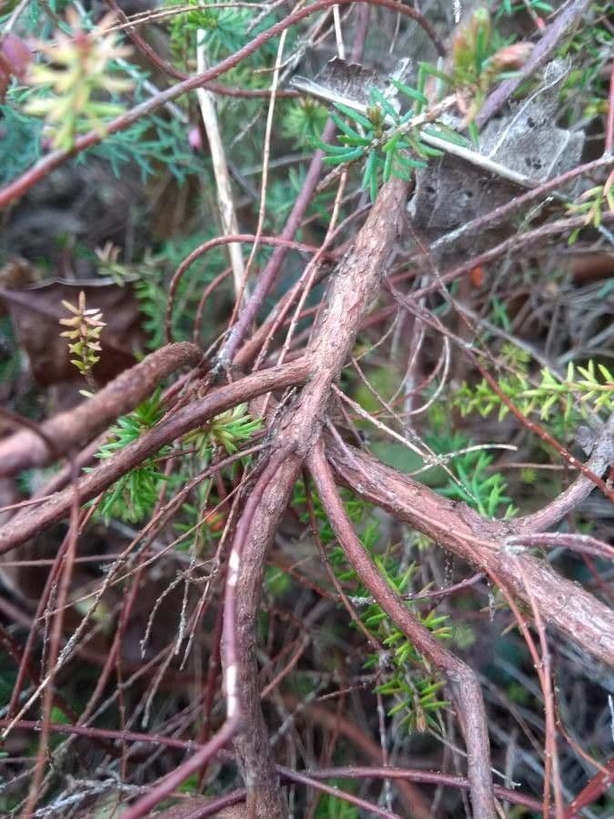 Graue Heide 21