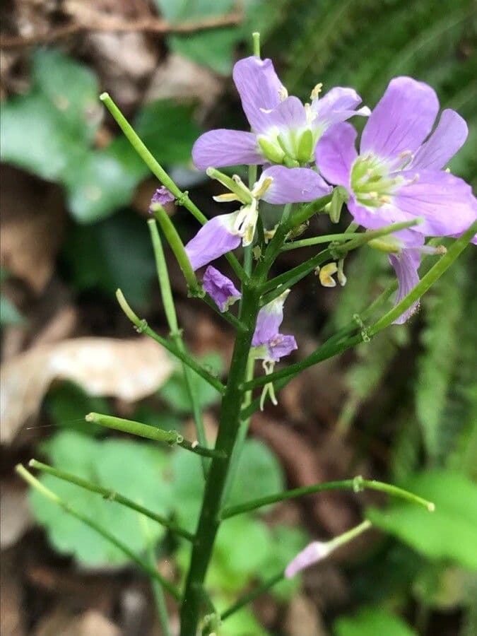 Cardamine raphanifolia 2