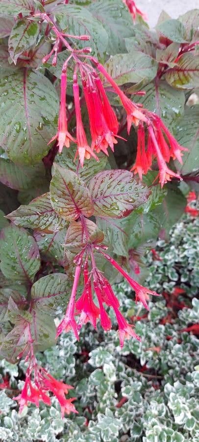 Fuchsien 27