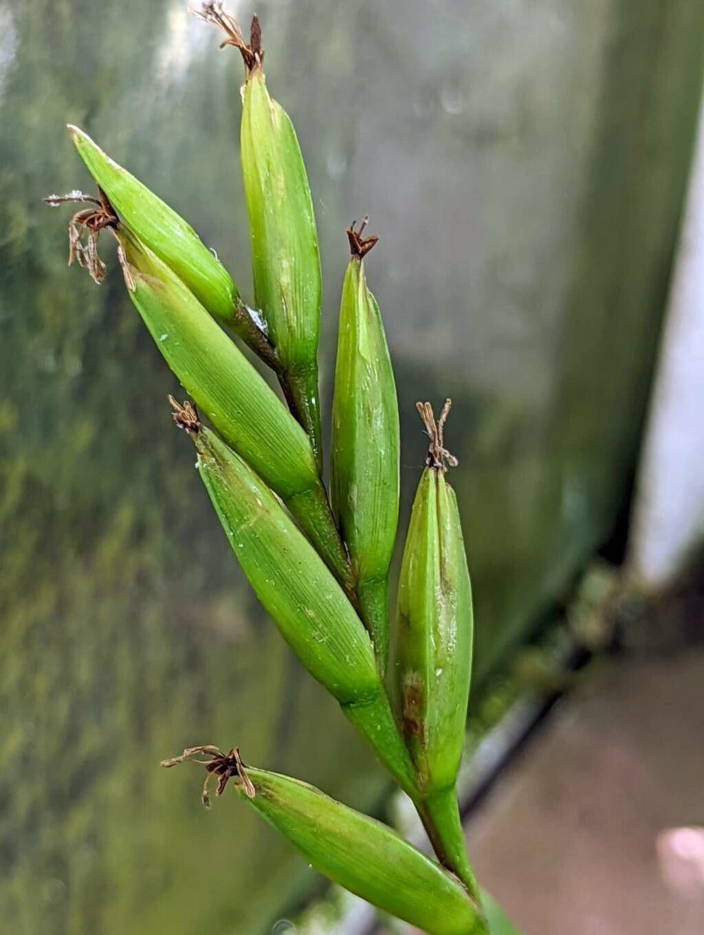 Vriesea