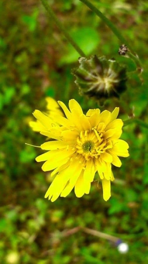 Radicchiella vescicosa 10