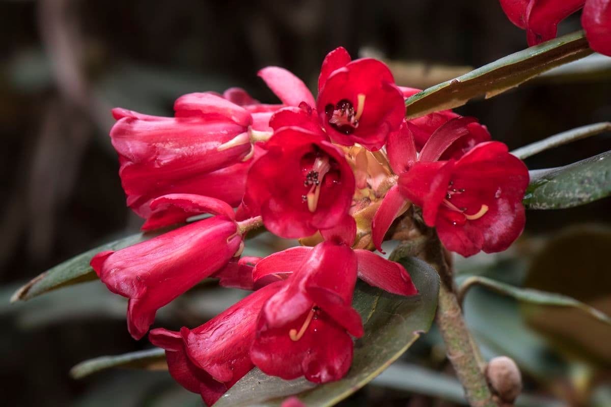 Rododendron