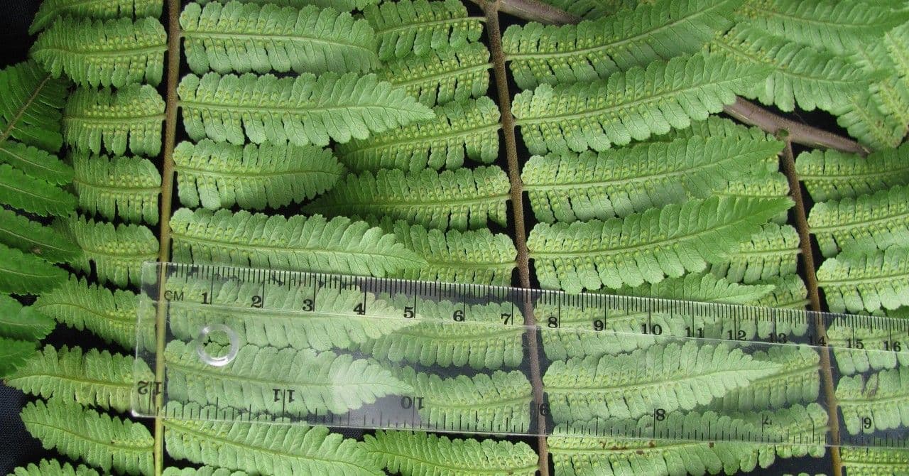 Cyathea multiflora 7