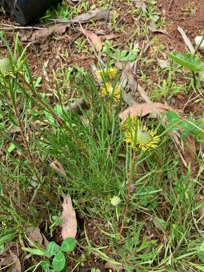 Isopogon anemonifolius 7