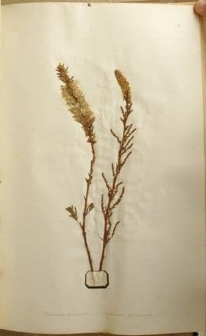 Miricaria germanica 30