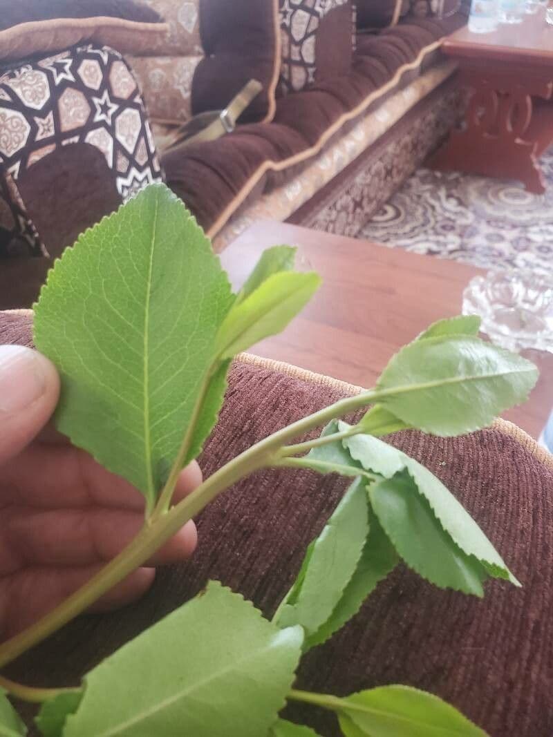 Khat 3