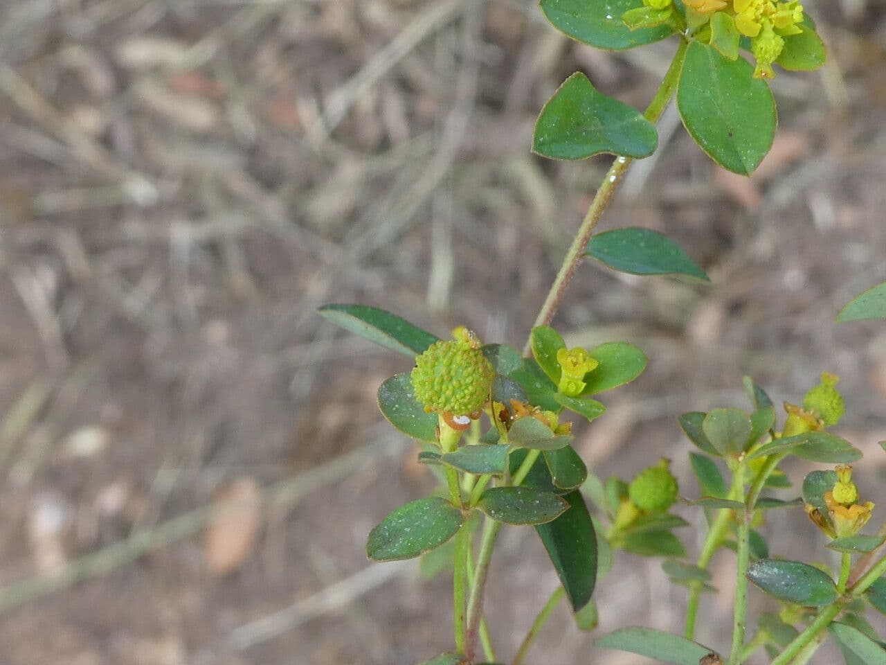Euforbia bionda 22