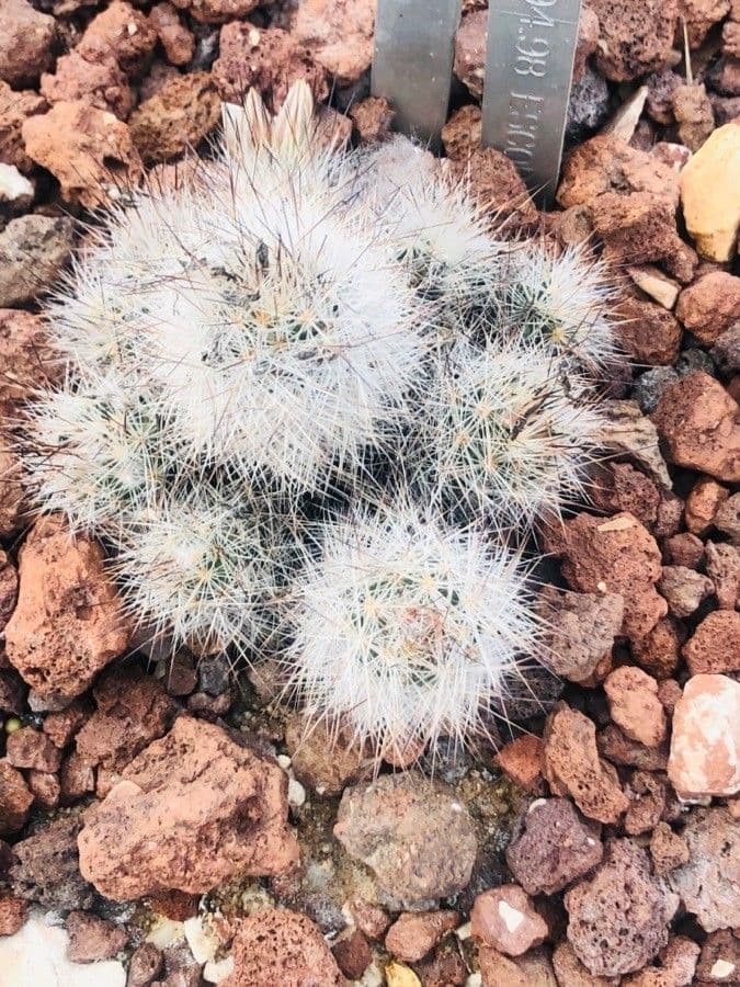Cactus di Lloyd