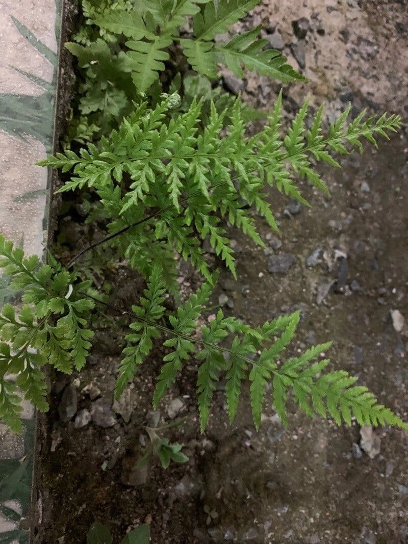Felce argentea 7