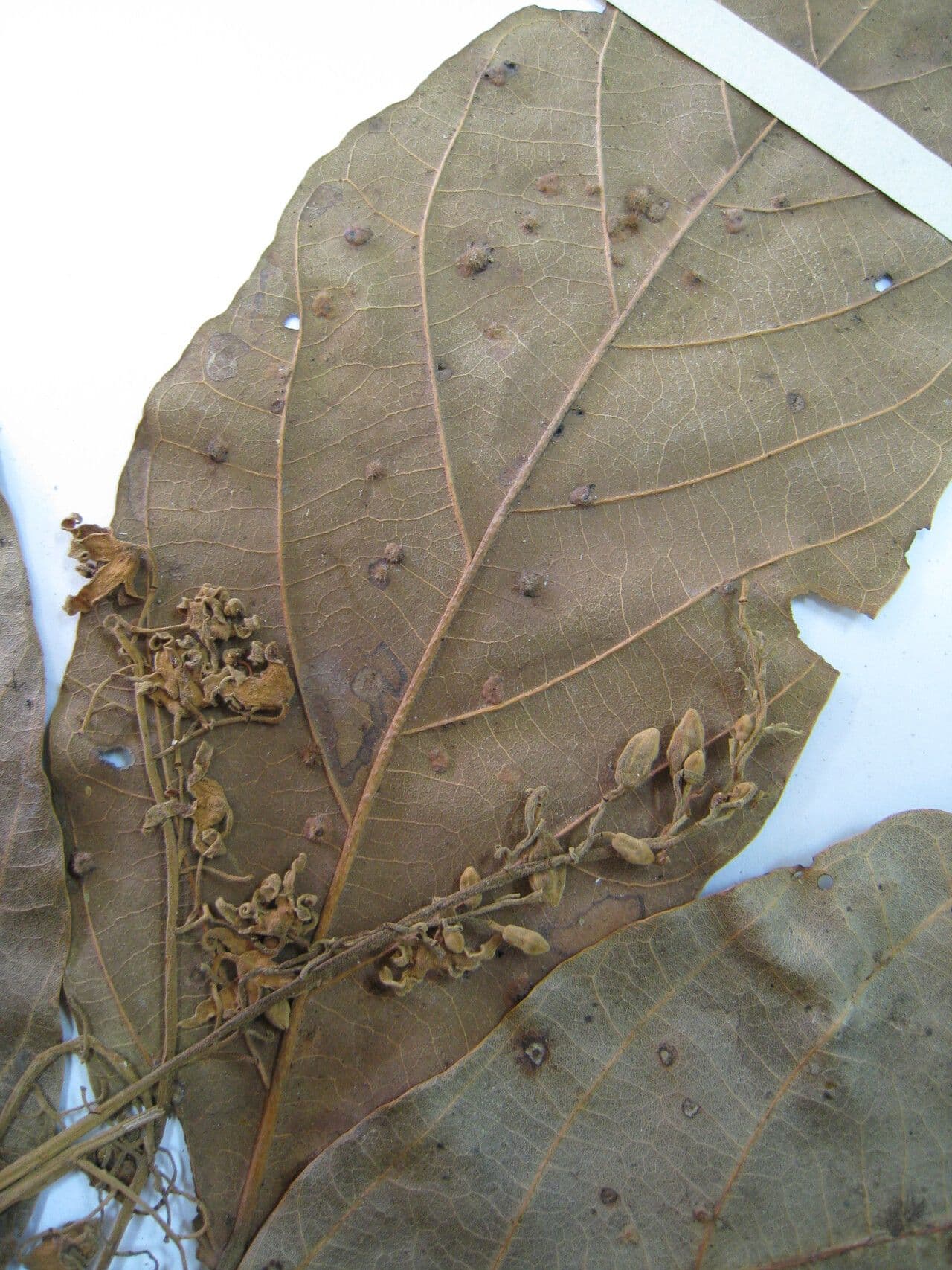 Sterculia 3