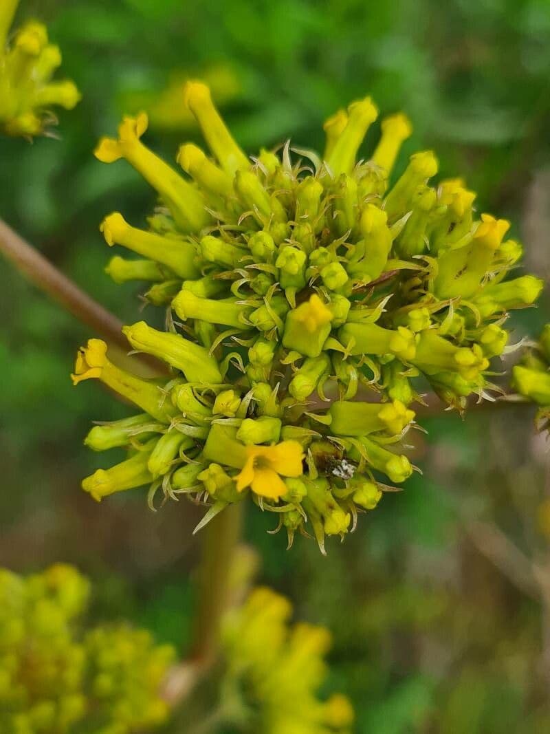 Kalanchoe densiflora 4