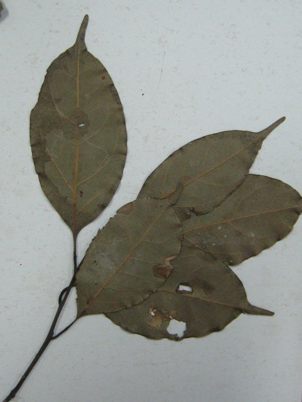 Ocotea cernua 18