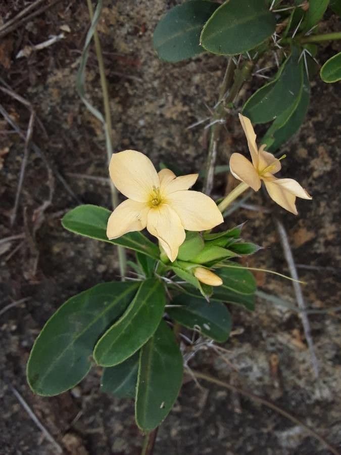 Barleria 9