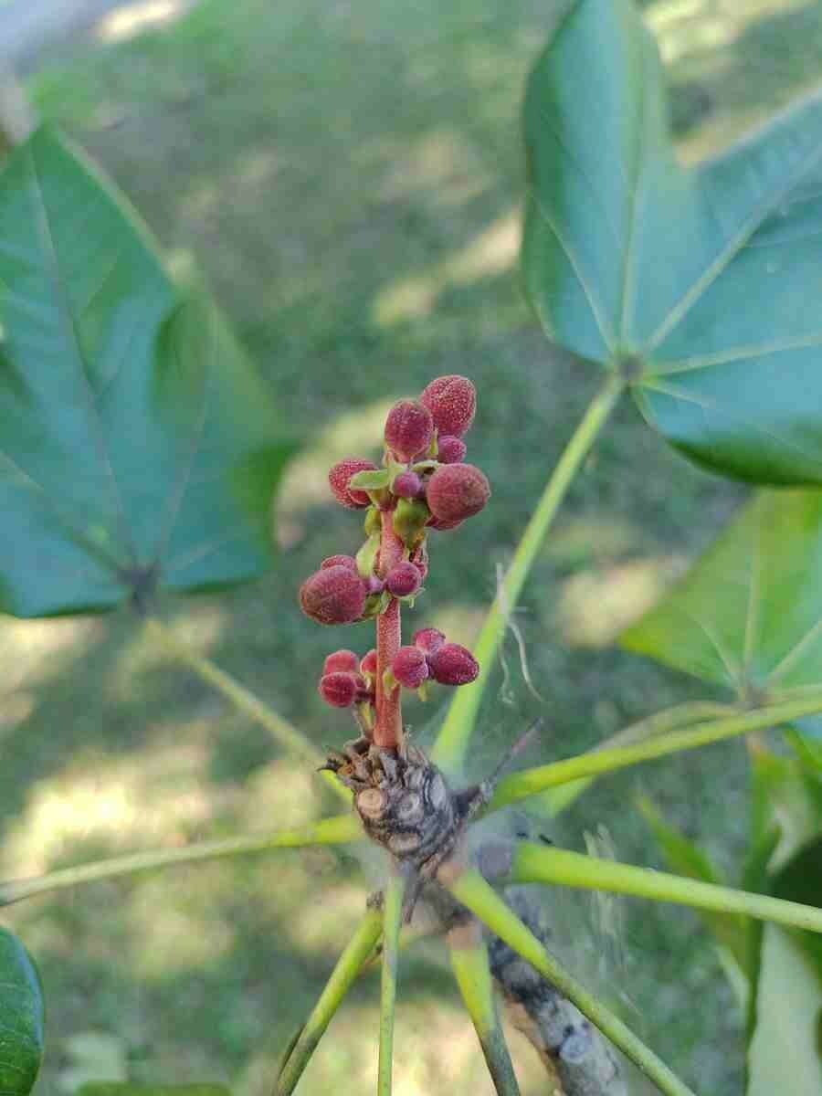 Sterkúlia bezkvetá 5