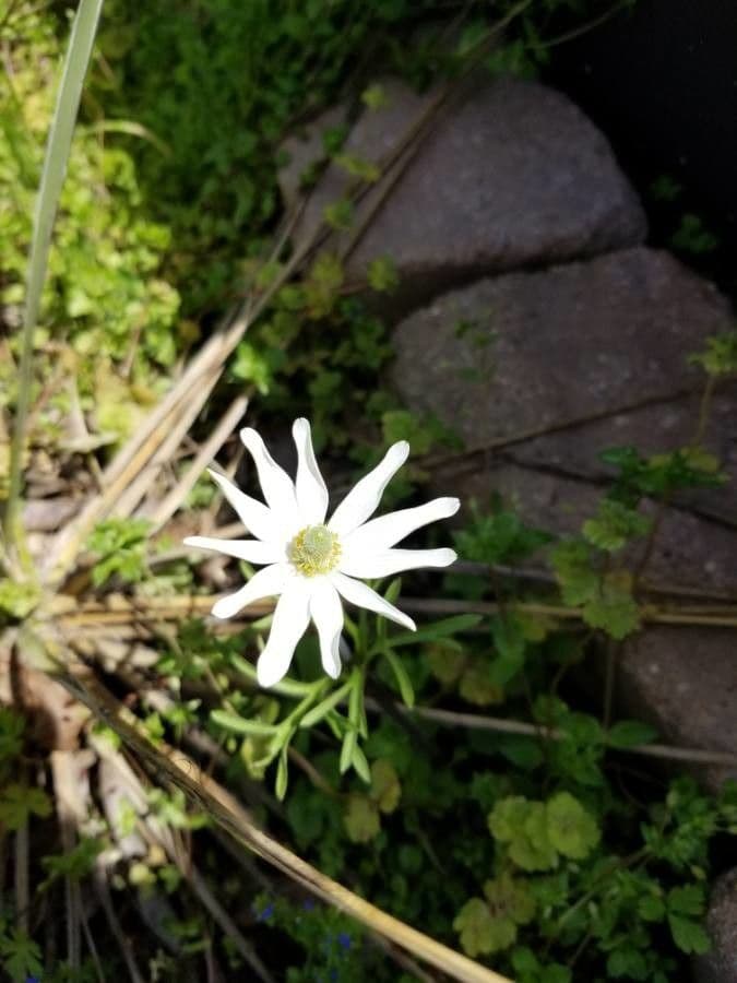 Anemone