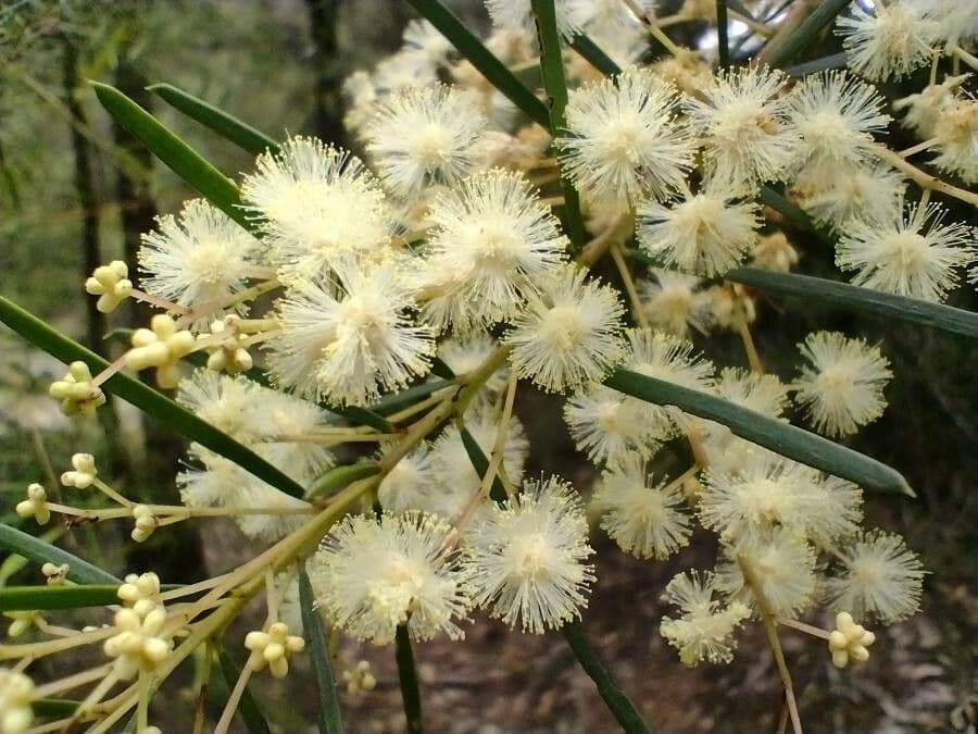 Flachblatt-Akazie 2