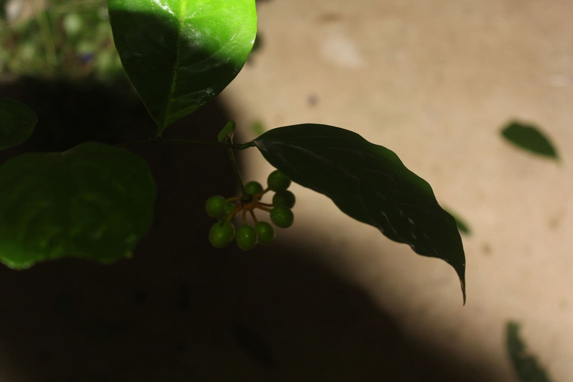 Desmopsis 2
