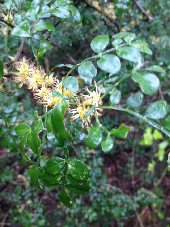 Zanthoxylum fagara 7