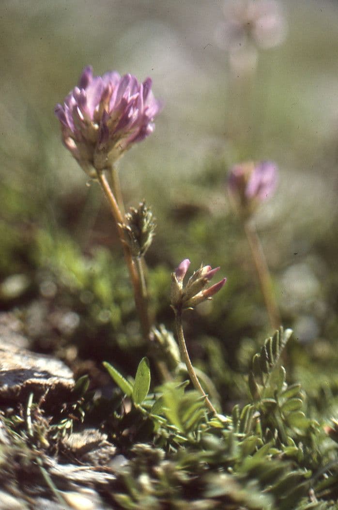 Astragalus 10
