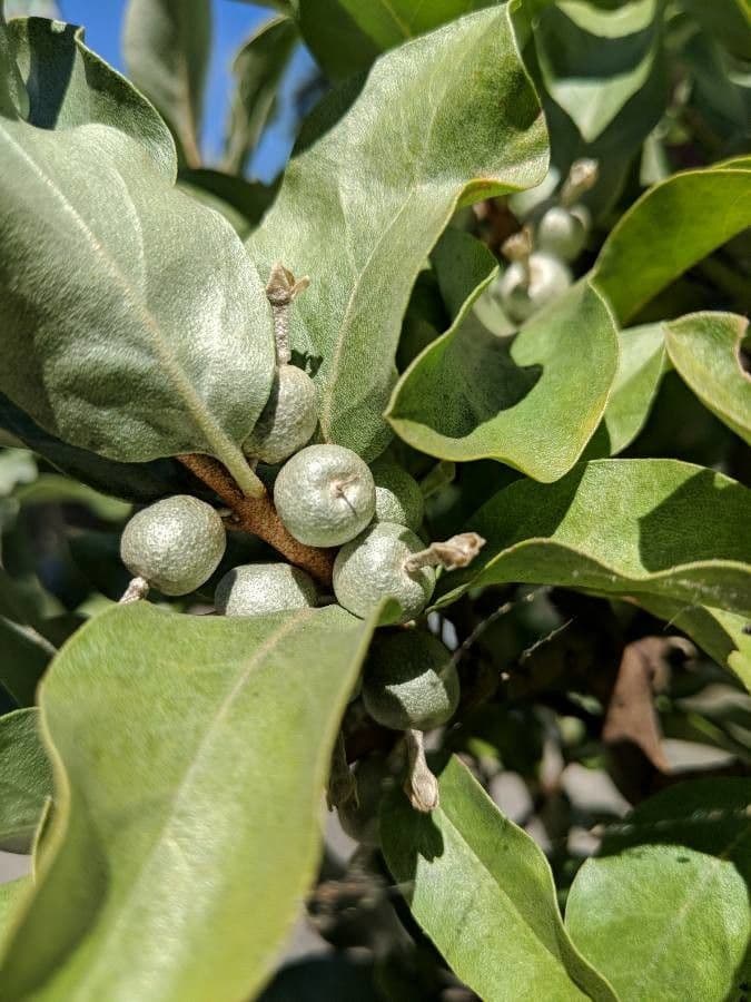 Hlošina stříbrná