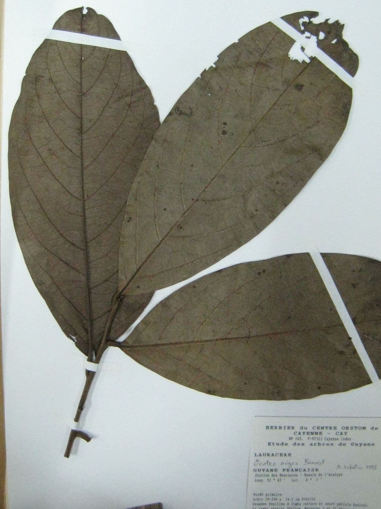 Ocotea 11