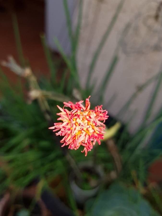 Kleinia 3