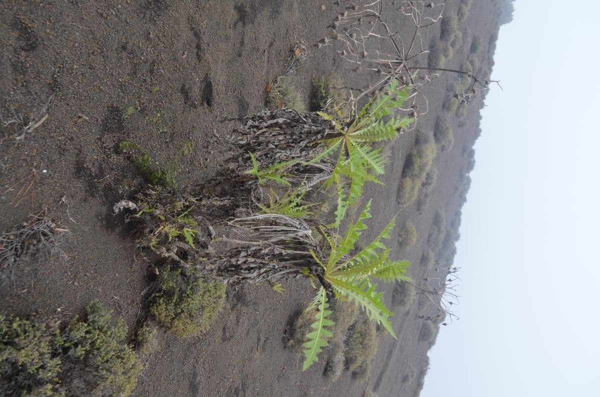 Sonchus gandogeri 6