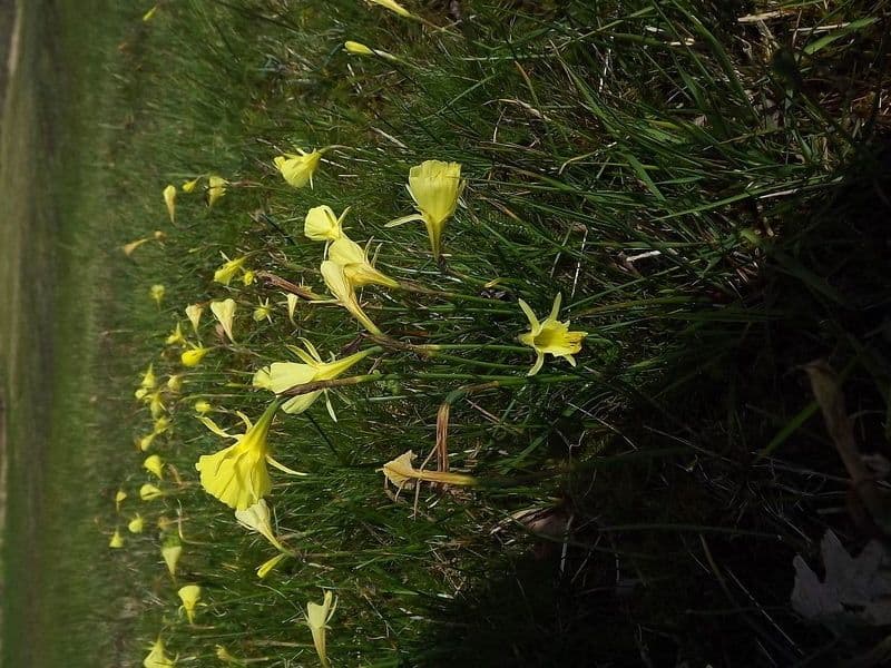 Narcisse 8