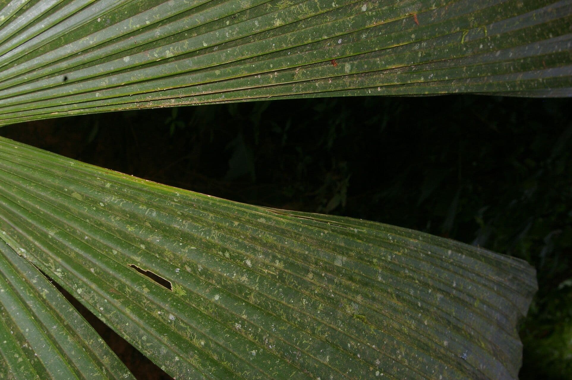 Cryosophila 11