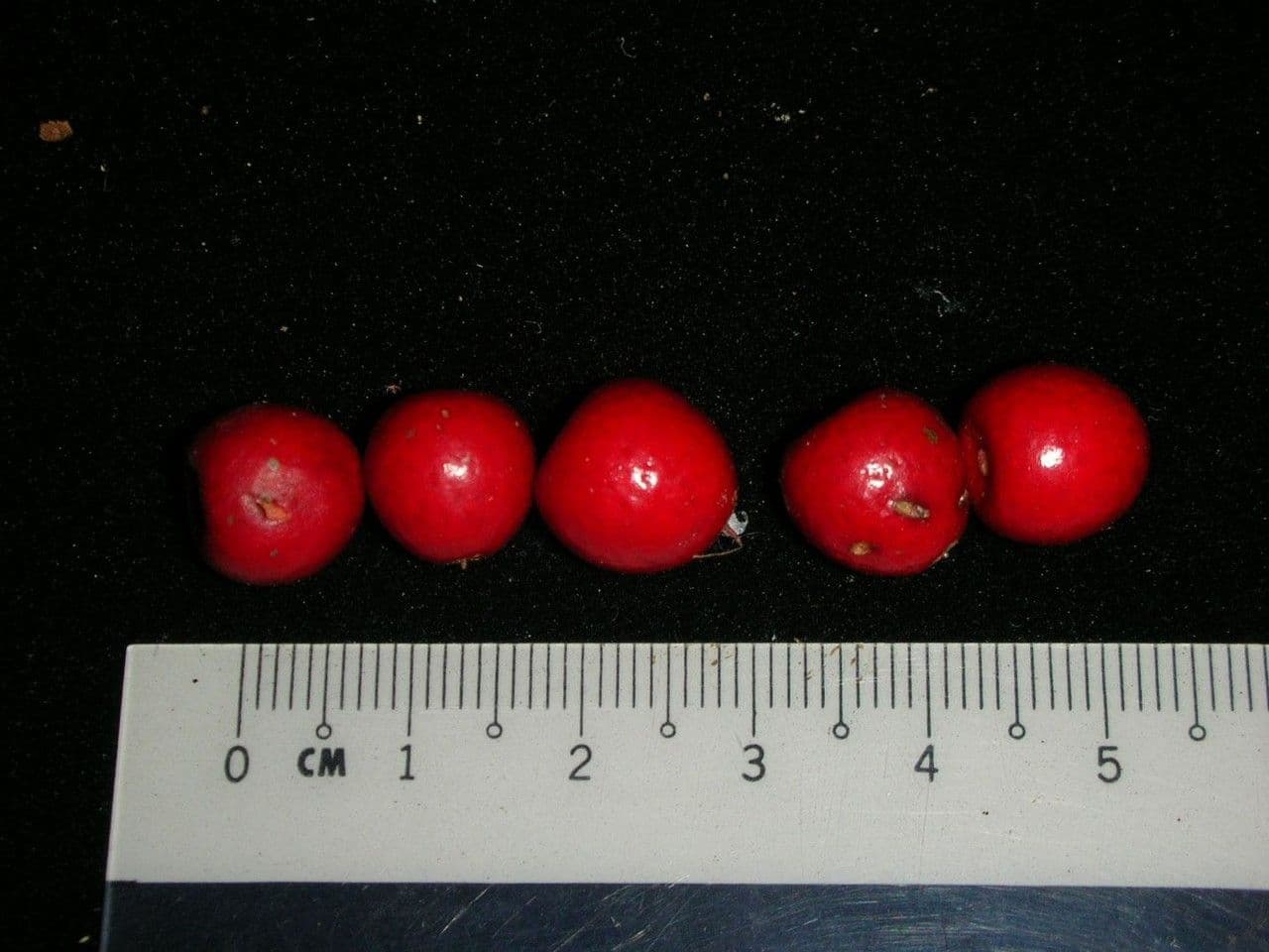 Hymenandra 2