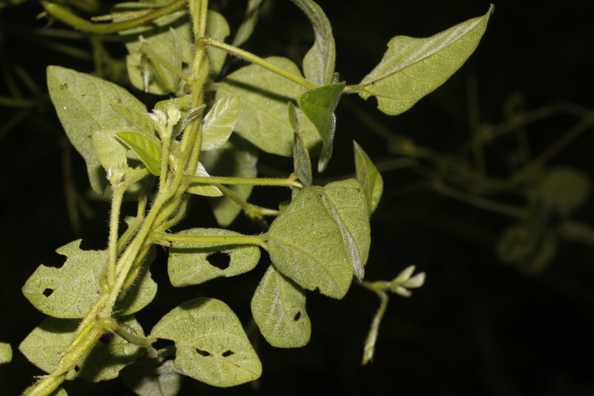 Desmodium cajanifolium 11