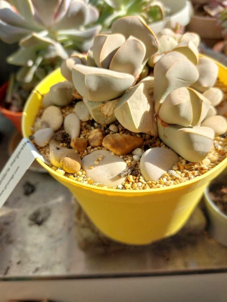 Lapidaria 7