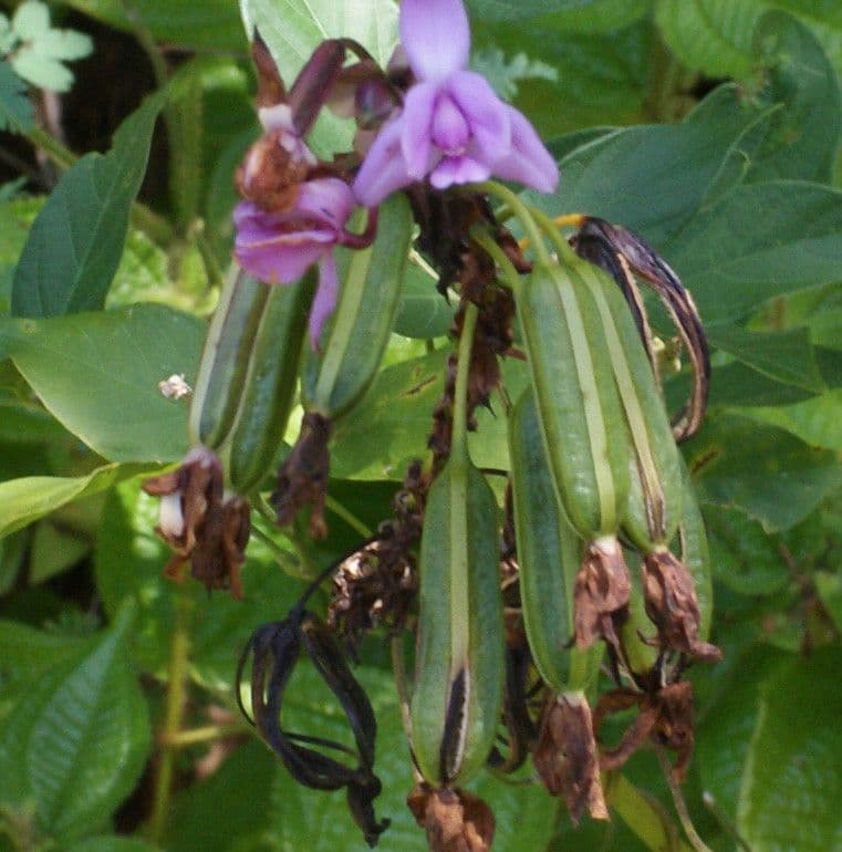 Spathoglottis plicata