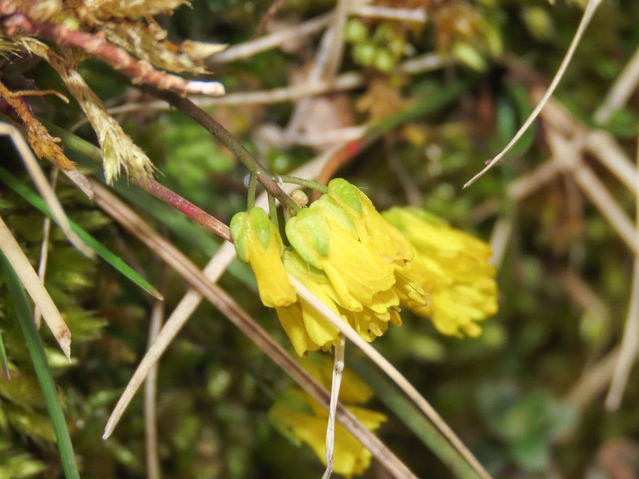 Draba aizoides 7