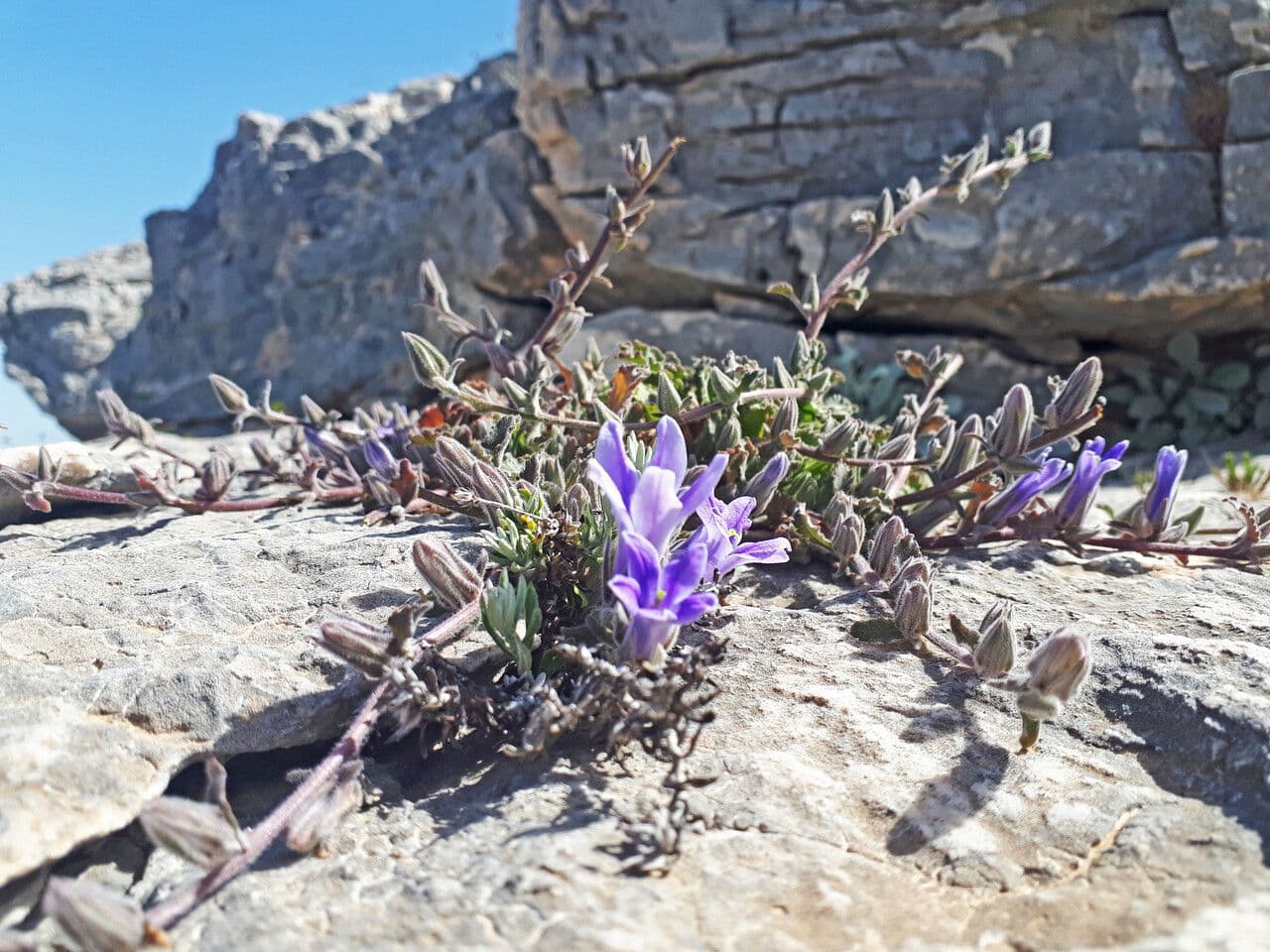 Campanula 7