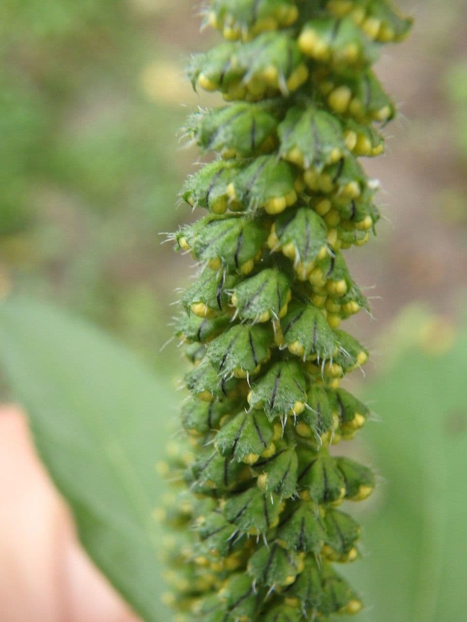 Ambrosia trifida