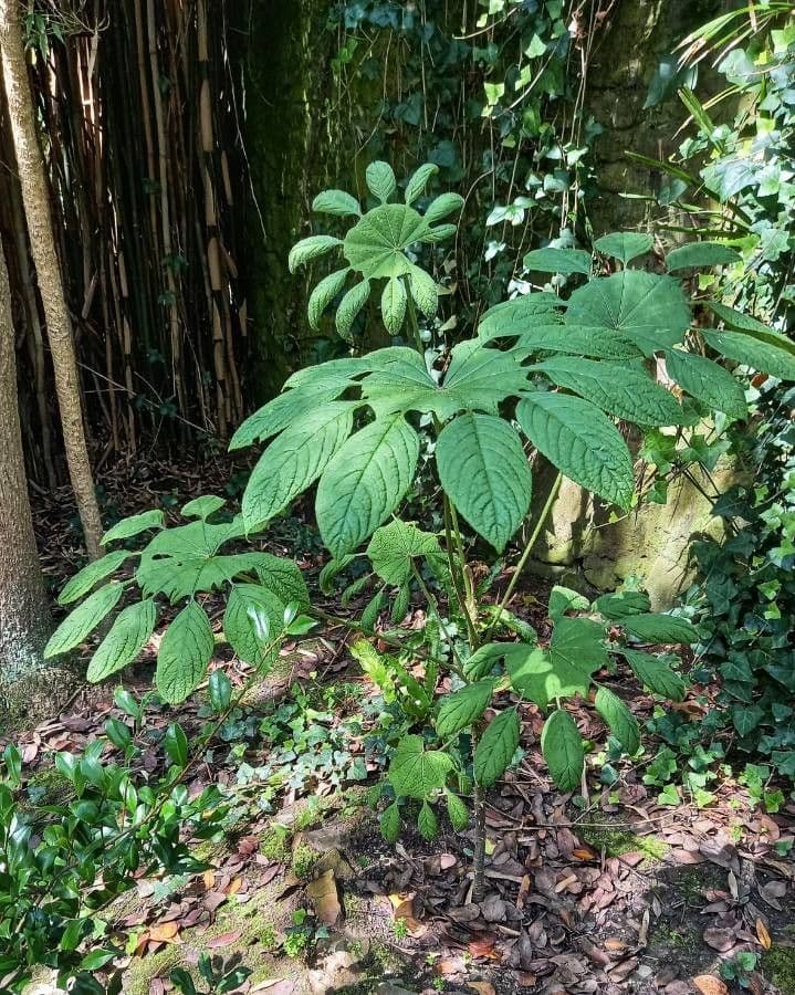 Brassaiopsis 6