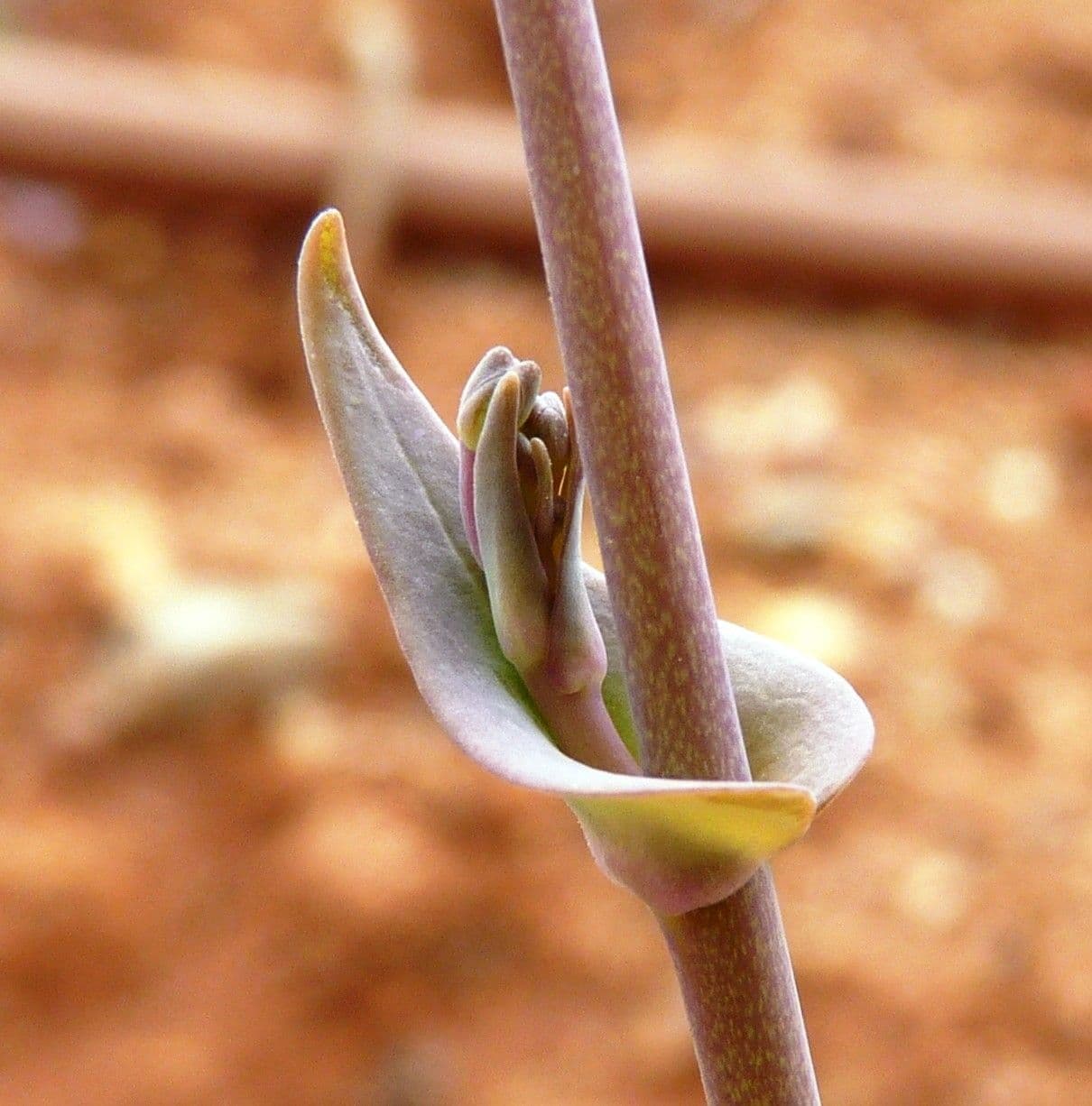 Moricandia 16