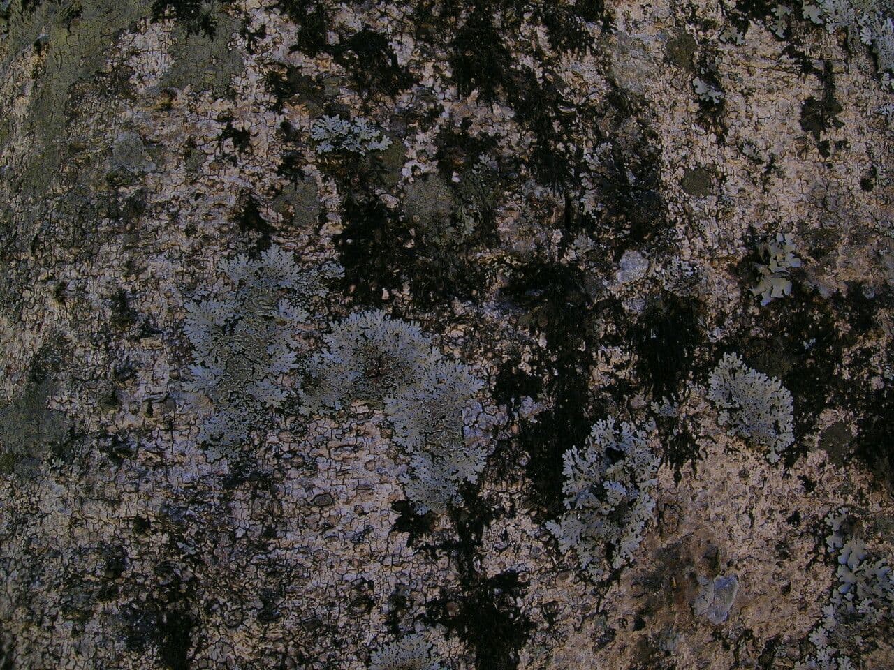 Esche 6
