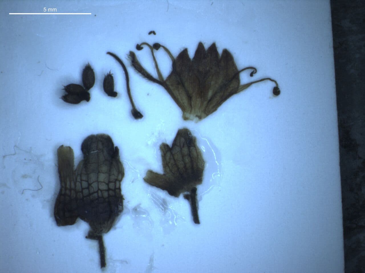 Platostoma 3