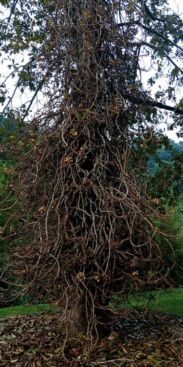 Kanonenbaum 13