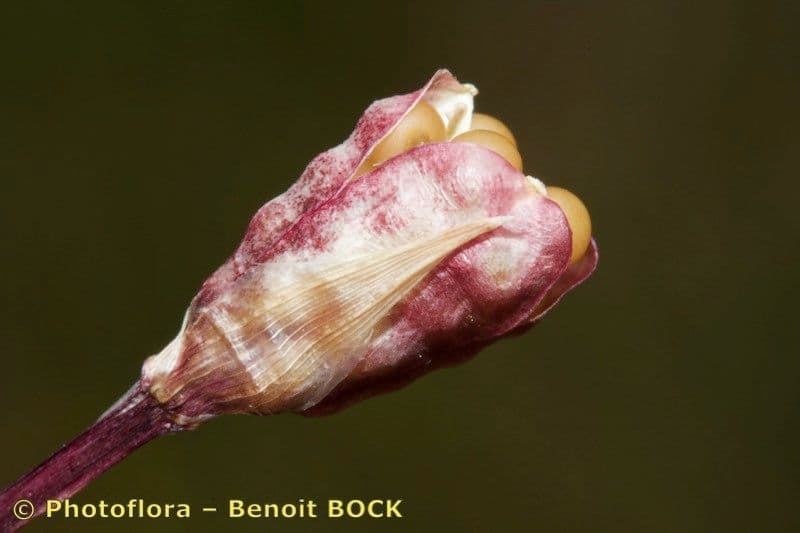 Romulea