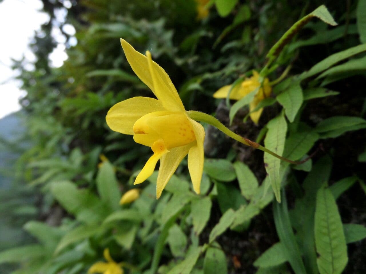 Spathoglottis 8