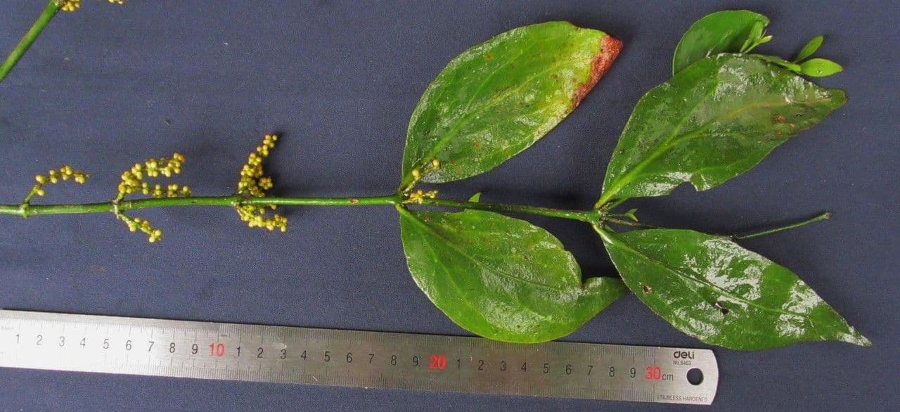 Phoradendron crassifolium