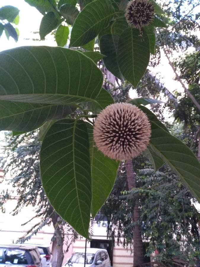 Kadamba