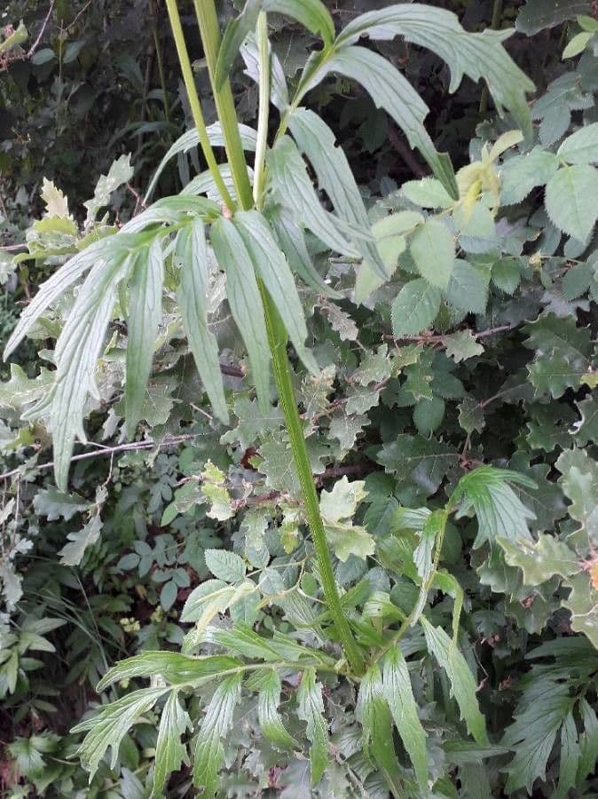 Valeriana comune 17